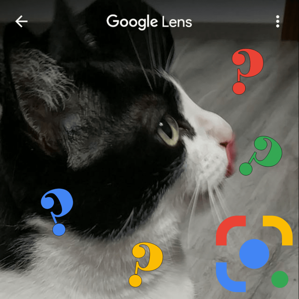Cómo utilizar Google Lens para identificar animales o plantas en tus paseos, una silla en una sala de espera, resolver ecuaciones y mucho más.