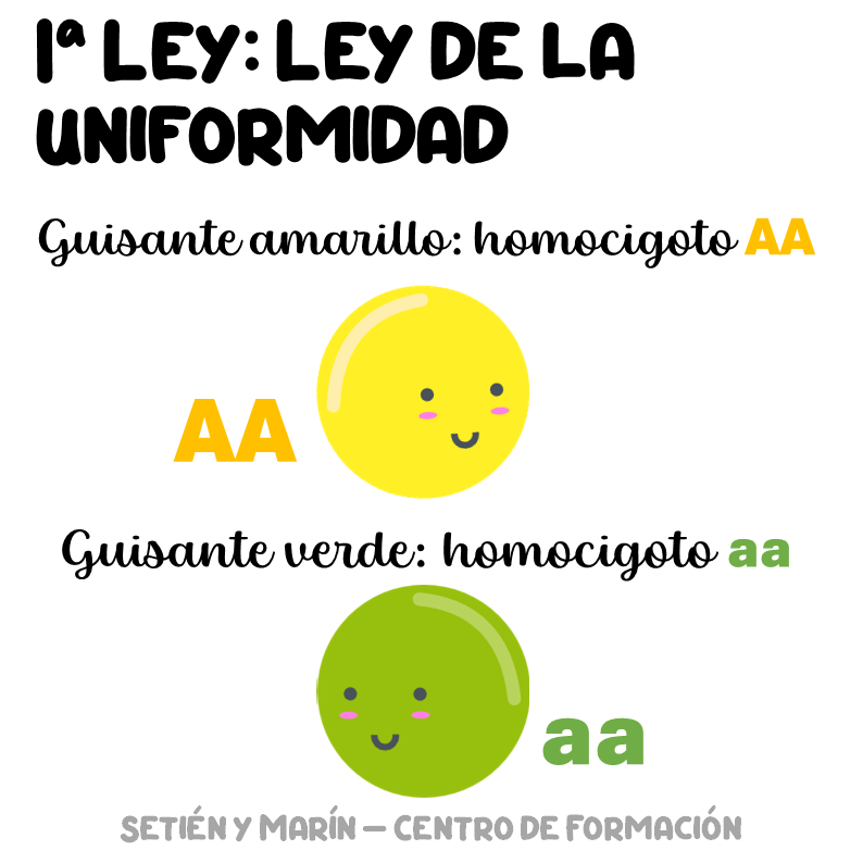 leyes de mendel